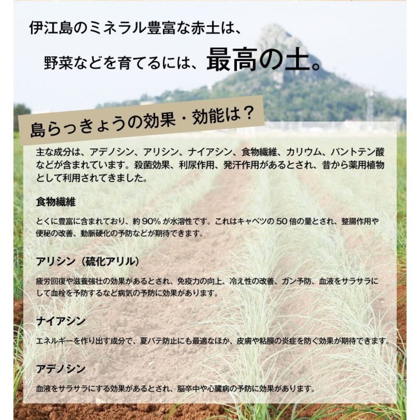 ヨシおばぁの手作り 島ら。かつお節醬油漬け 100g らっきょう