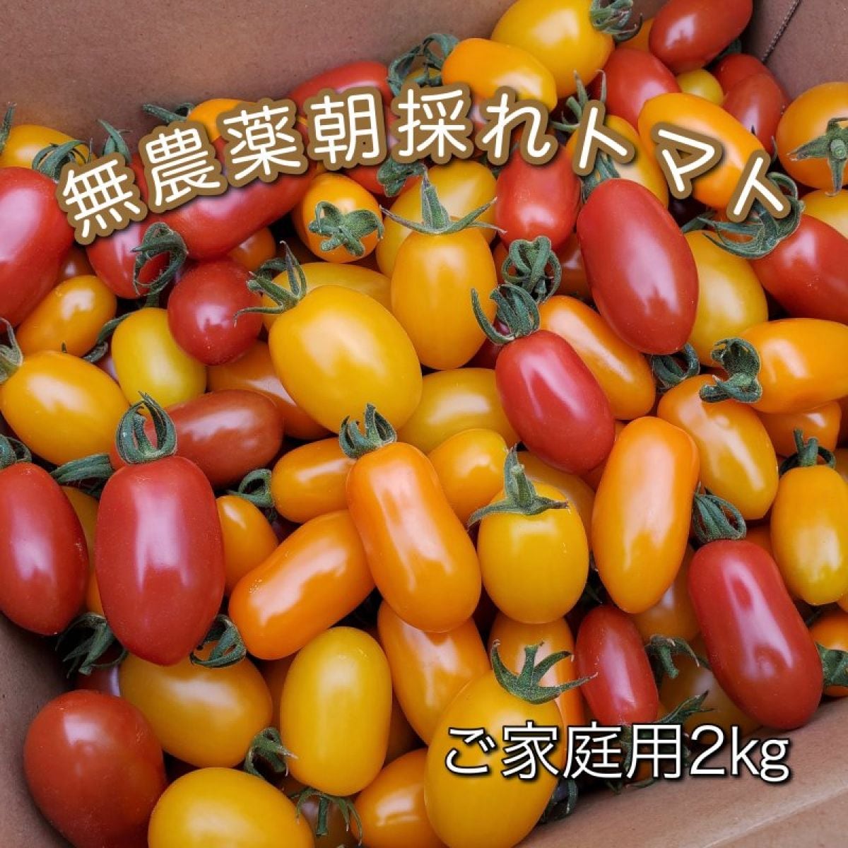 無農薬トマト　朝採れトマト詰め合わせ2kg（100粒前後）  ご家庭お得用　送料無料（一部地域を除く）