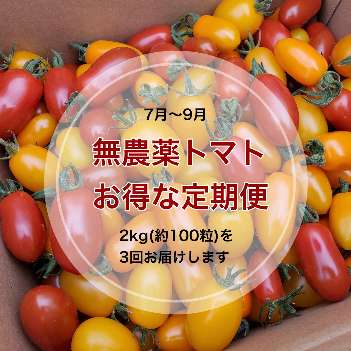 無農薬トマト　2kg（約100粒）×3回発送　お得な定期便　9月までに3回お届けします　　送料無料（一部地域を除く）