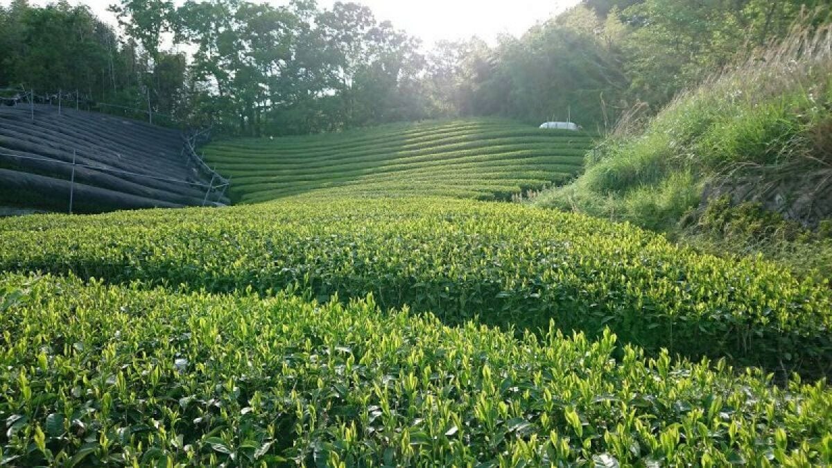 かぶせ茶（2022）ごこう 新茶 緑茶 加茂自然農園のお茶 茶葉 農薬・肥料不使用|農薬・肥料不使用 お茶の 加茂自然農園 | ツクツク!!!ファーム  | 生産者さんが勢ぞろい！新鮮食材を直接お届け