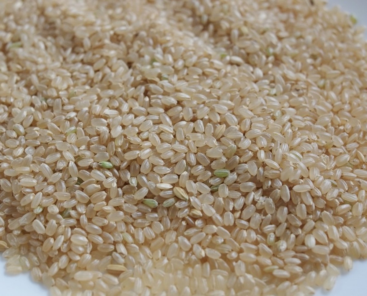 玄米（5ｋｇ）[2022年]　自然栽培お茶農家が育てたお米　農薬・肥料不使用　加茂自然農園のお米