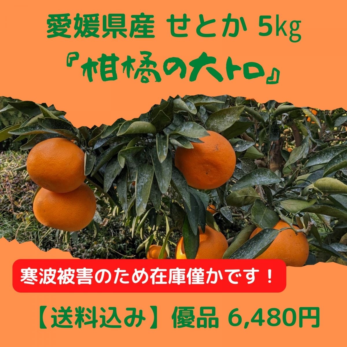 【優品】 愛媛県産 せとか 5㎏ 【送料込み】沖縄・北海道・離島は別途　愛媛県西予市三瓶町の高級柑橘