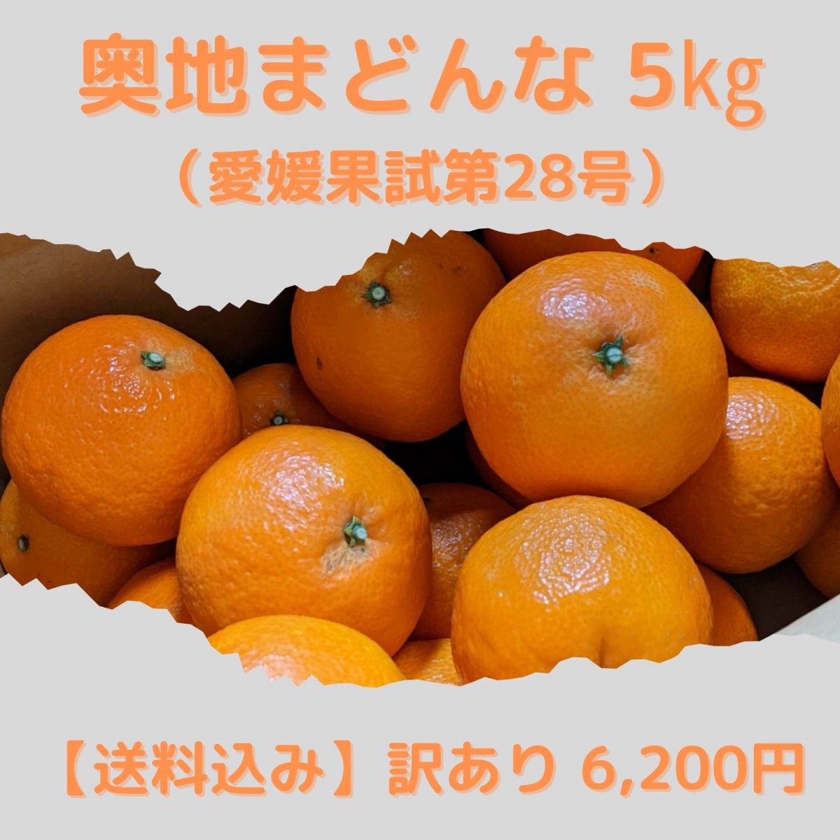 緊急入荷！限定５箱！【訳あり】 奥地まどんな（愛媛果試第28号）5kg【送料込み】沖縄・北海道・離島は別途　愛媛県西予市三瓶町の高級柑橘