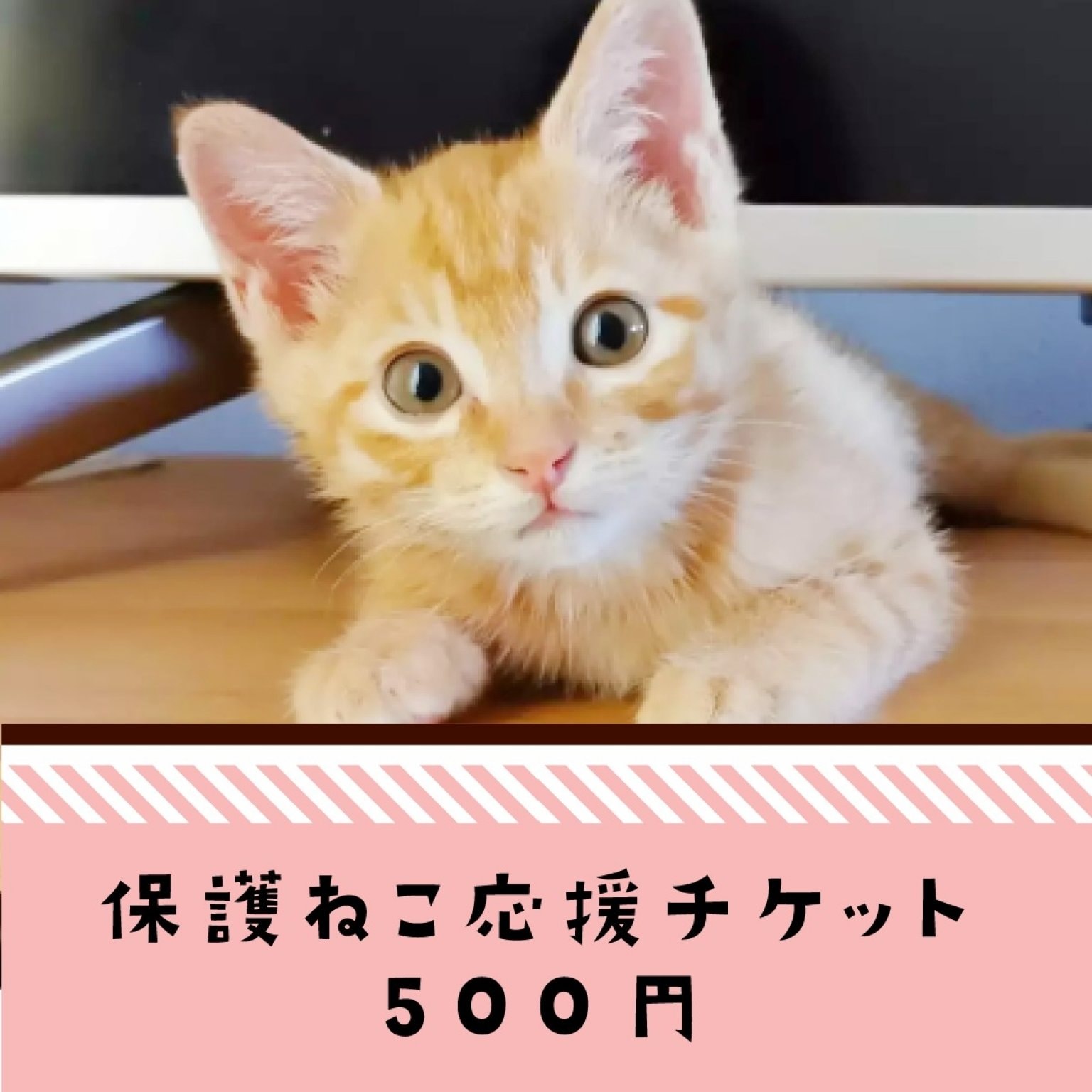 保護ねこ応援チケット５００円