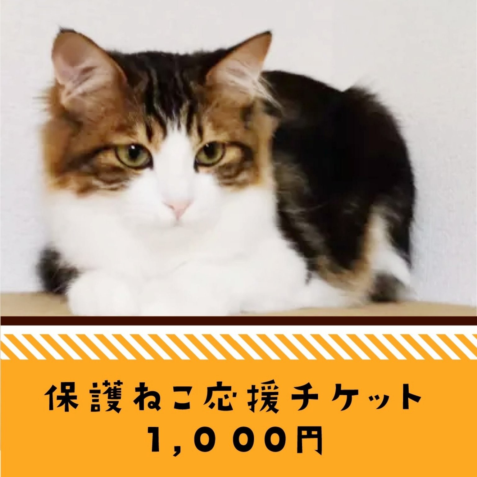 保護ねこ応援チケット１０００円