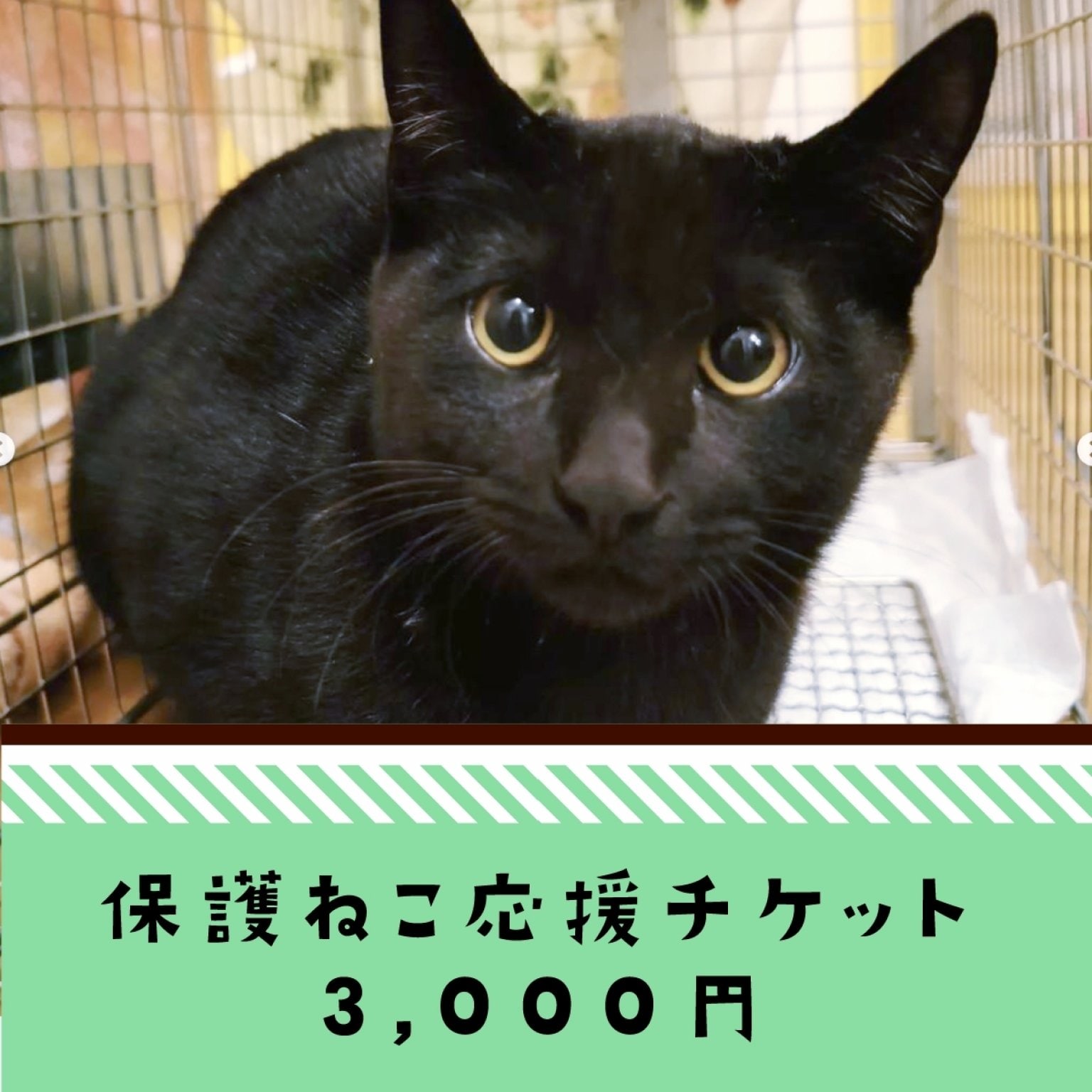 保護ねこ応援チケット３０００円