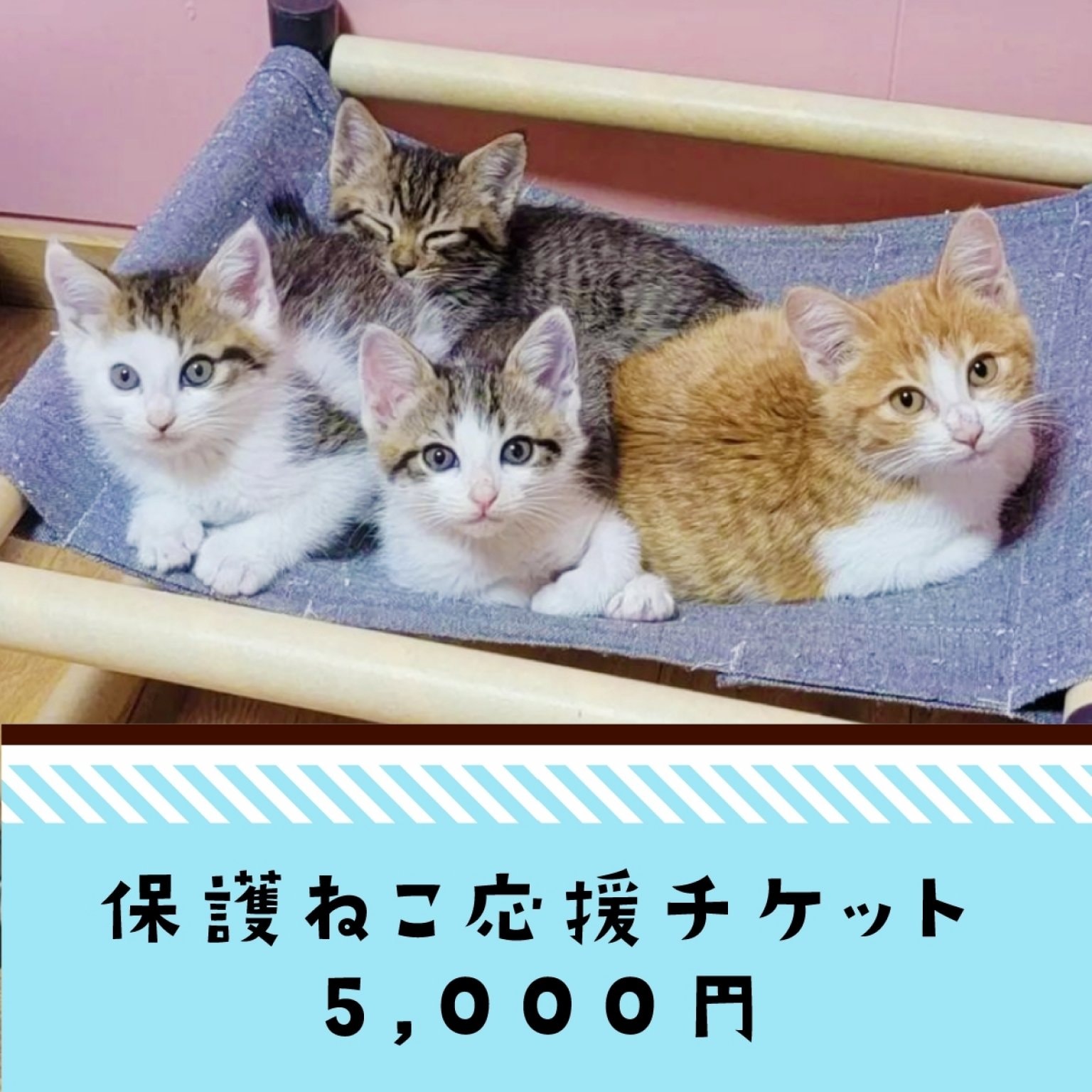 保護ねこ応援チケット５０００円