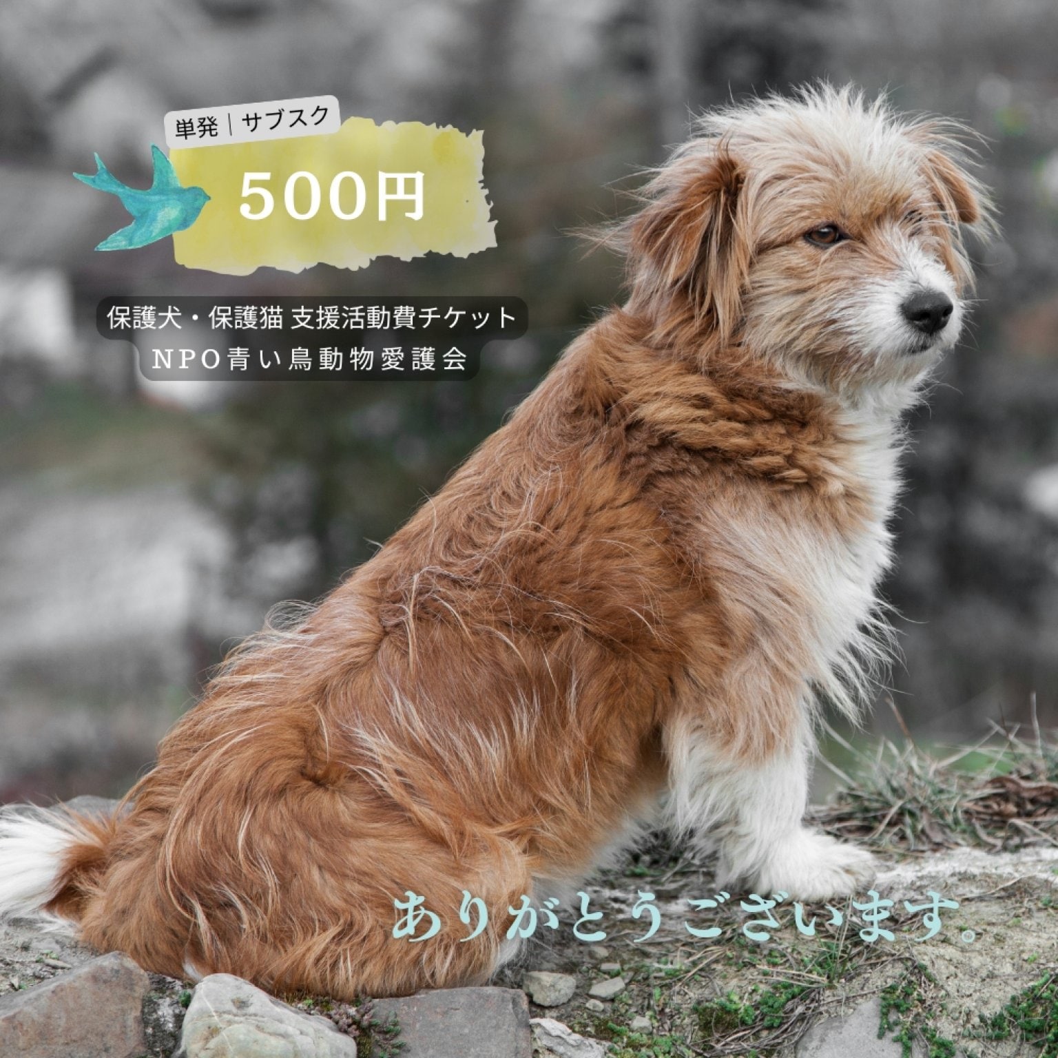 500円|保護犬・保護猫支援活動チケット|NPO青い鳥動物愛護会|山口県防府市
