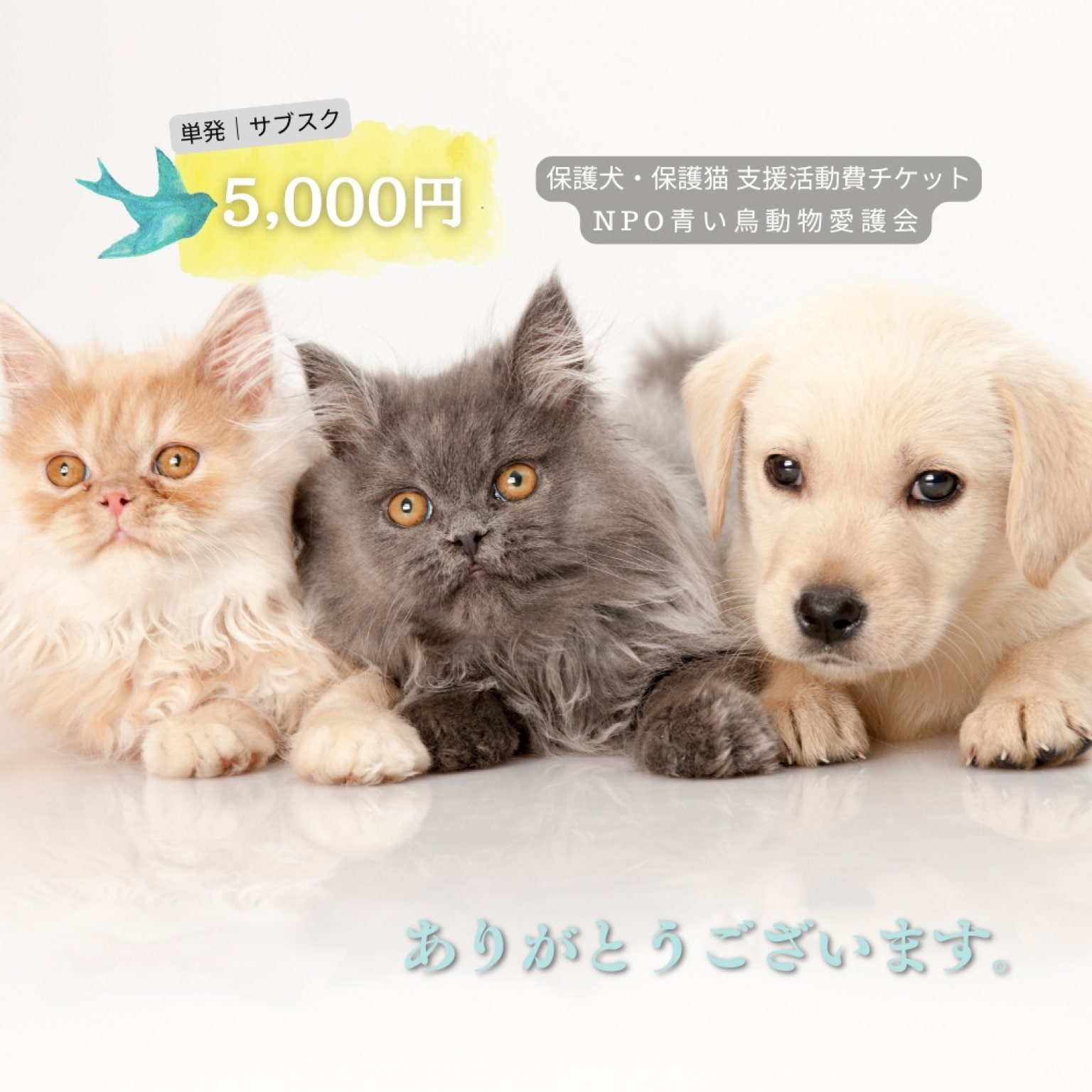 5,000円|保護犬・保護猫支援活動チケット|NPO青い鳥動物愛護会|山口県防府市