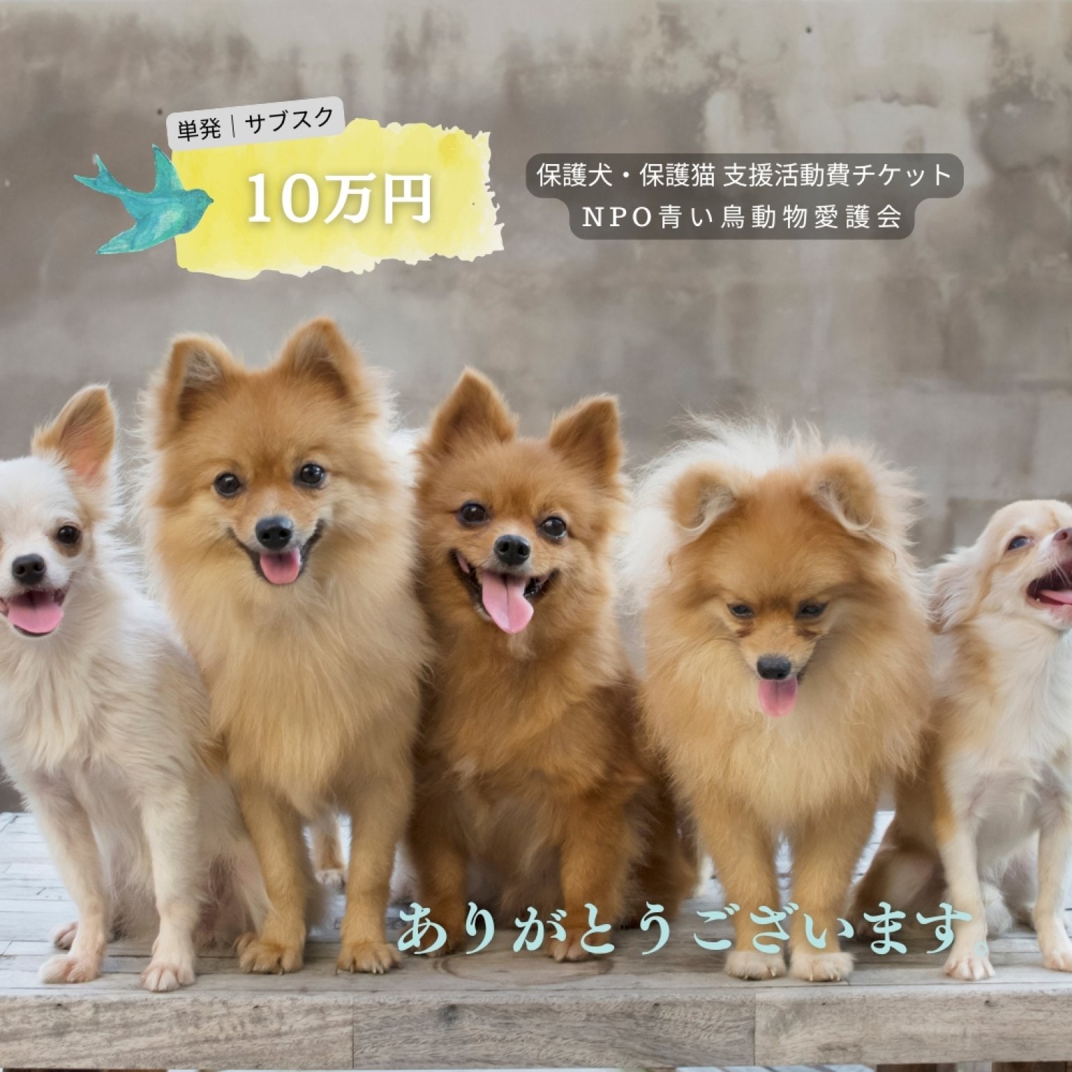 100,000円|保護犬・保護猫支援活動チケット|NPO青い鳥動物愛護会|山口県防府市