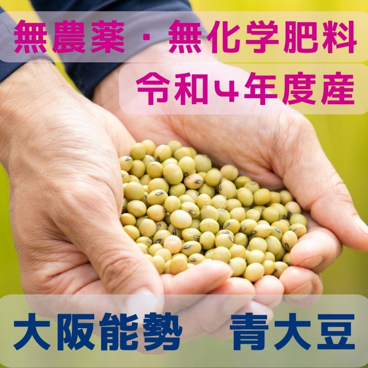 【大阪能勢】自然栽培青大豆（さといらず）１ｋｇ