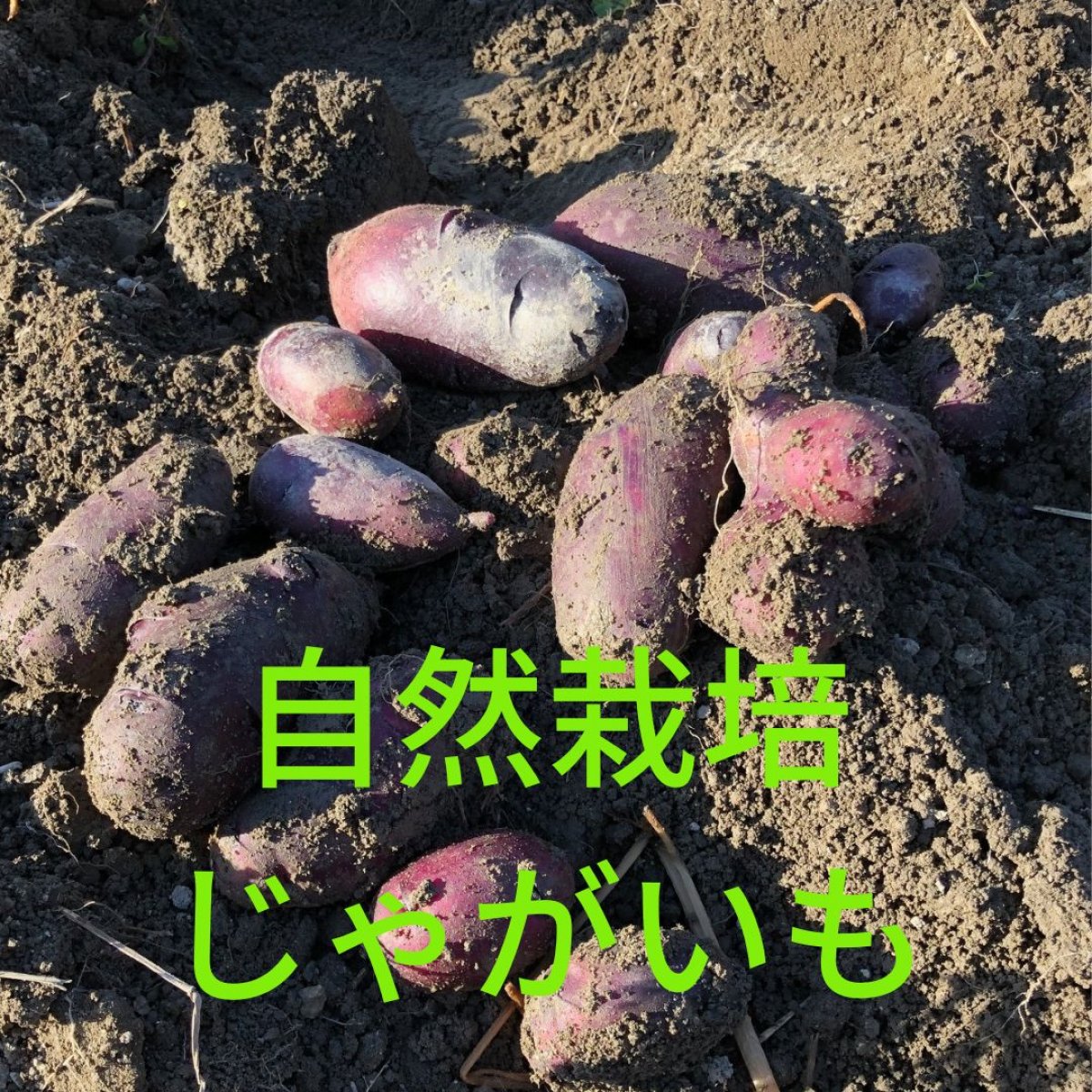 【大阪能勢】自然栽培じゃがいも（タワラマゼラン）１ｋｇ