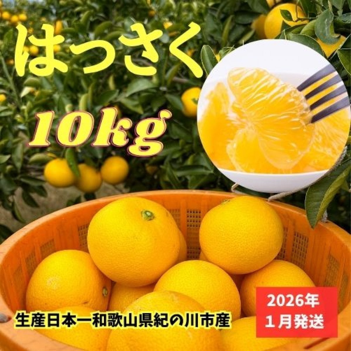 【予約】和歌山県紀の川市産八朔（はっさく）10kg（20〜25個サイズミックス)送料込み(一部地域除く)ご希望の方に皮むきムッキーちゃん1個進呈/2026年1月中旬から順次発送予定