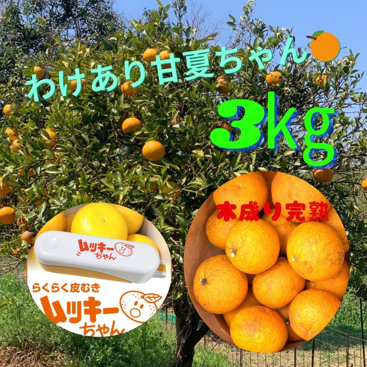 【数量限定・わけありあり甘夏ちゃん🍊・送料込み】大阪府河内長野市産、甘夏(あまなつ)ご家庭用約3kg　皮むき器ムッキーちゃん付き