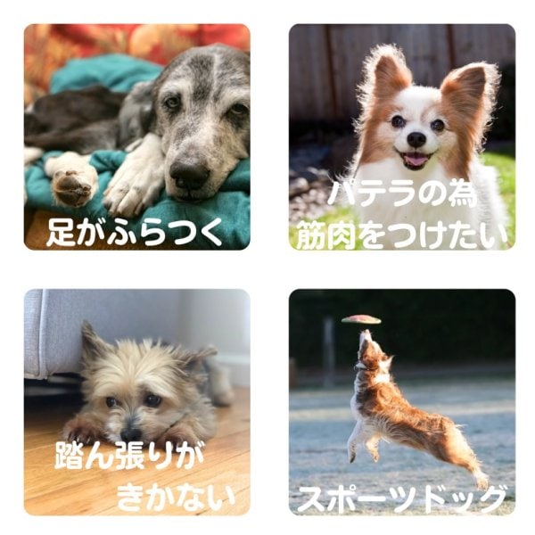 STEP EQT 歩けるくん（犬用ネックバンド）＊ポスト配送可｜わん