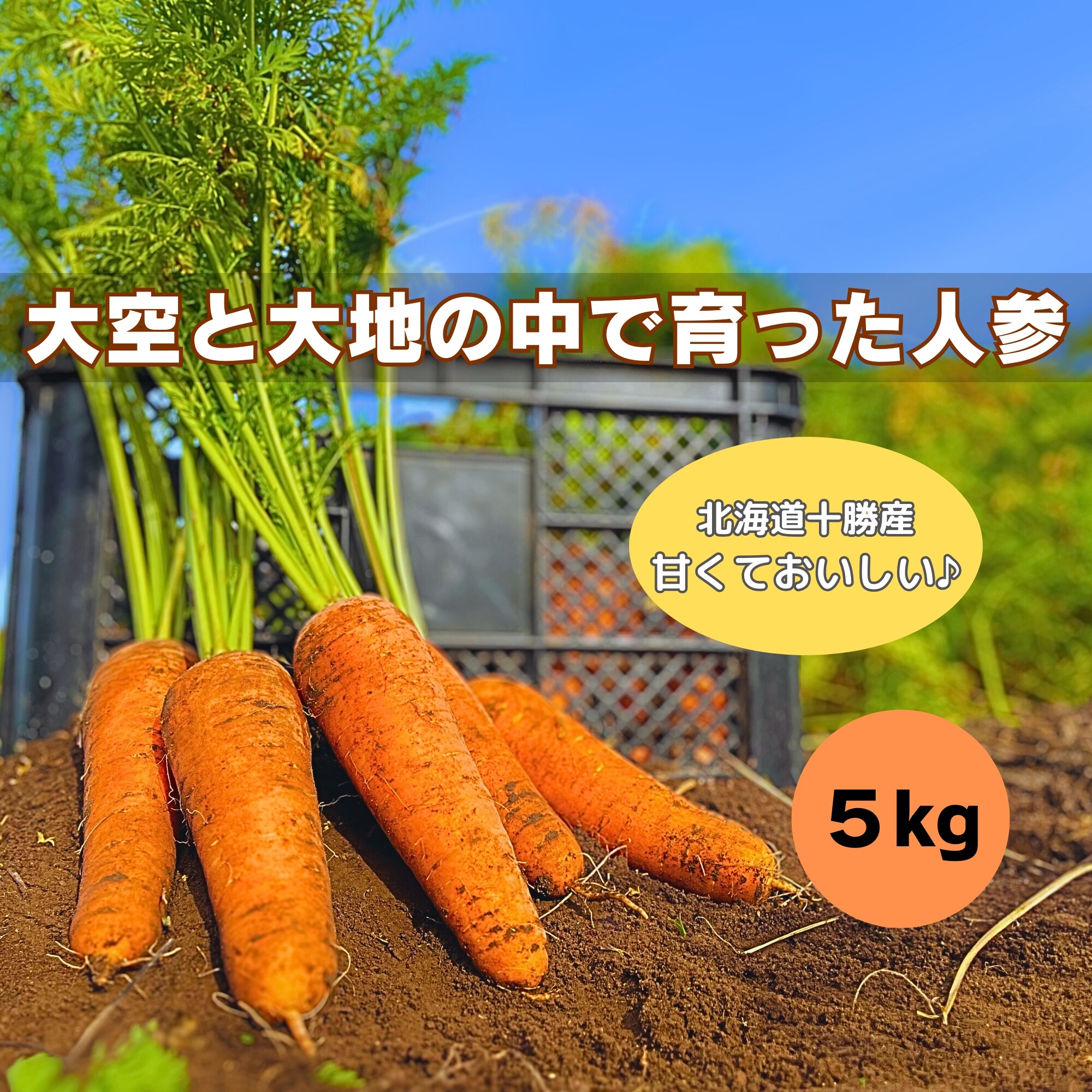 数量限定 にんじん 人参 野菜 5kg よろしき 42