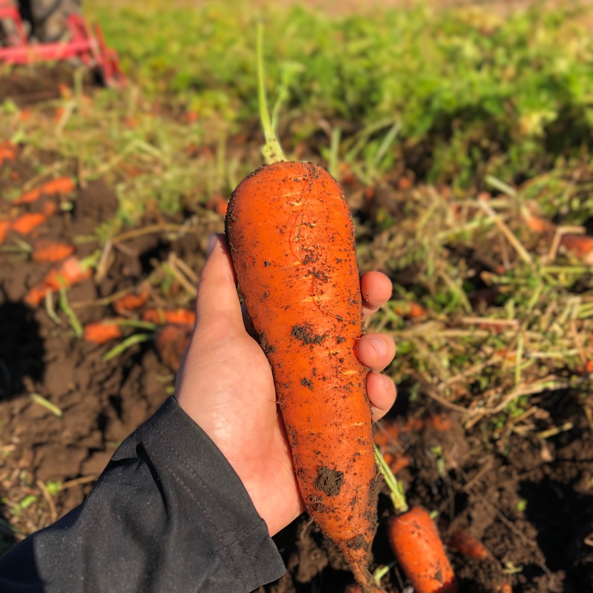 (・∀・)　北海道産　訳あり人参 100キロ ∀・)様専用 北海道産 訳あり人参 100キロ 【公式通販】