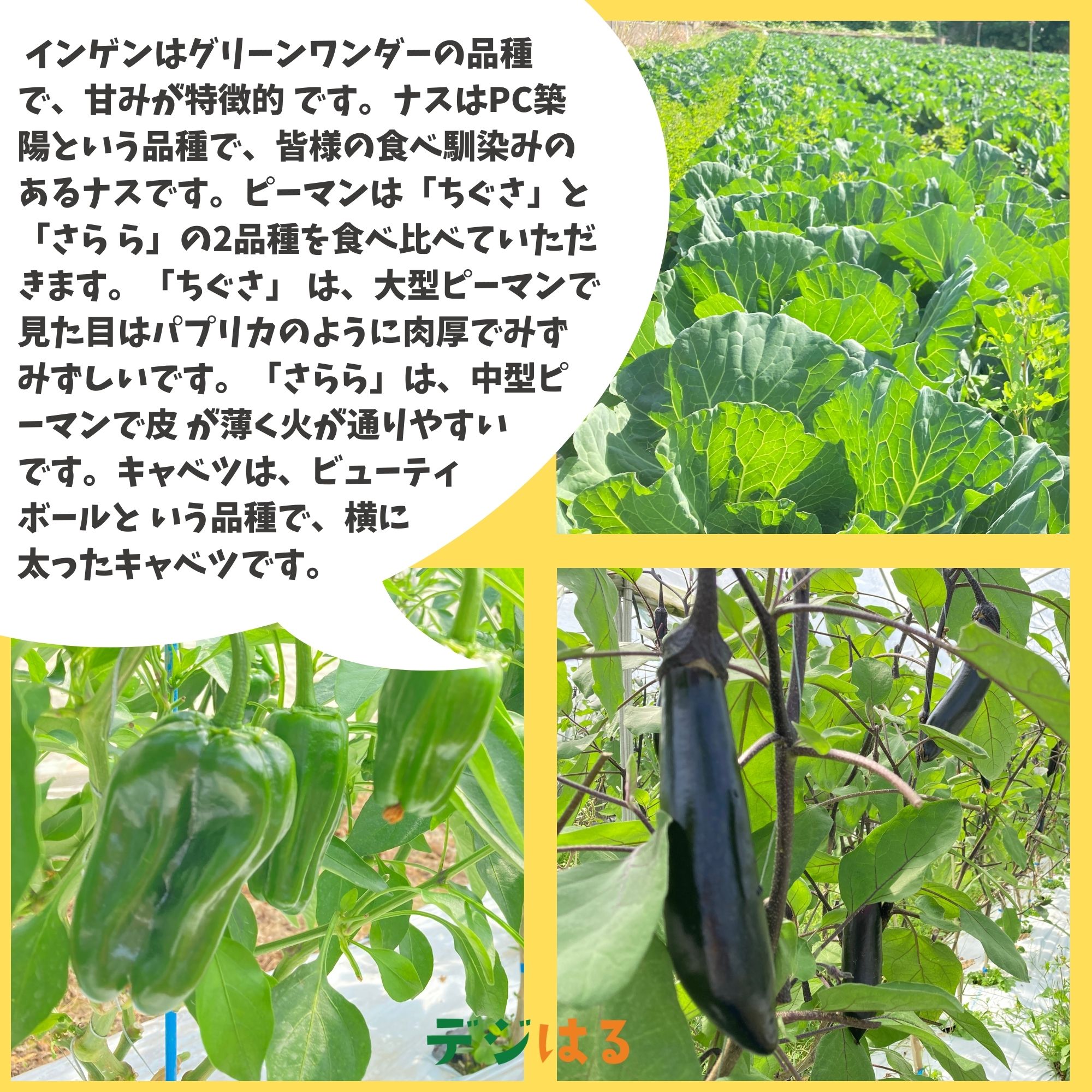 ちさと様の野菜詰め合わせ100サイズ 2セット rk002_01.jpg