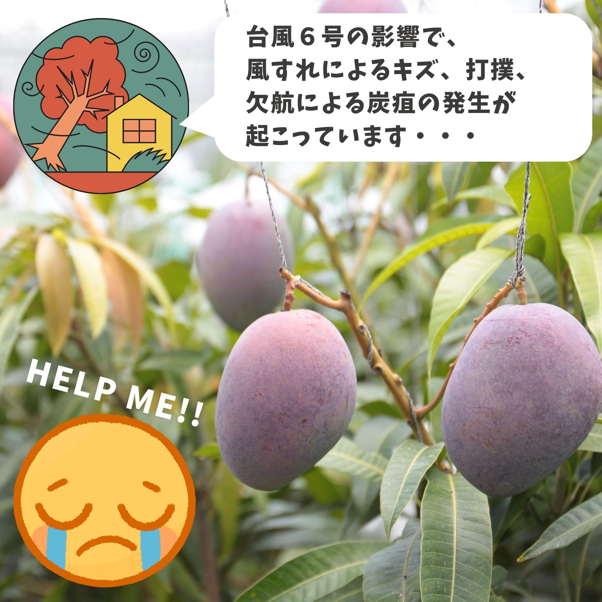 在庫なし【数量限定】【送料込】【冷凍】規格外アーウィン