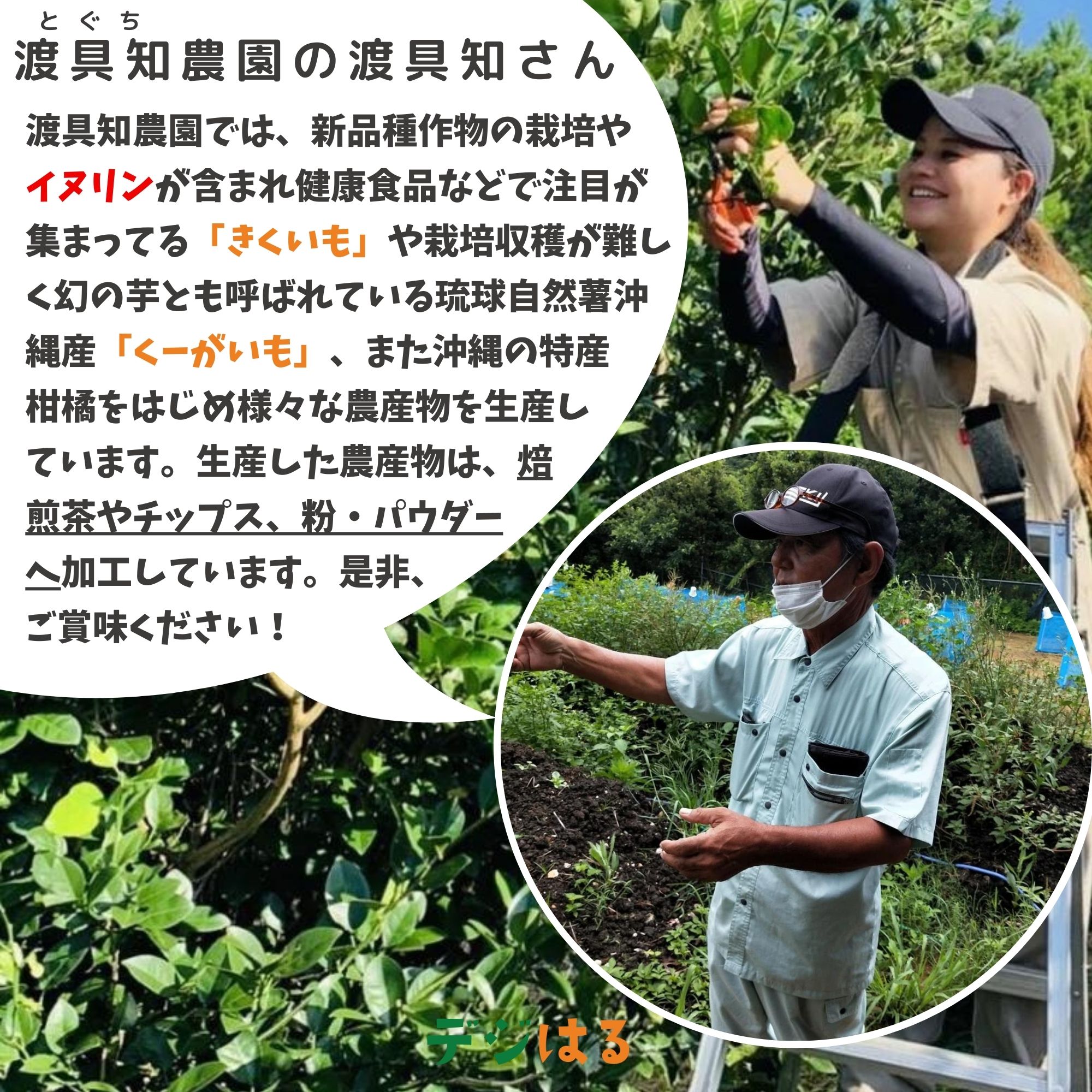 パパイヤ茶   300g(30g×10)＋1袋 楽天市場】青 パパイヤ 茶の通販