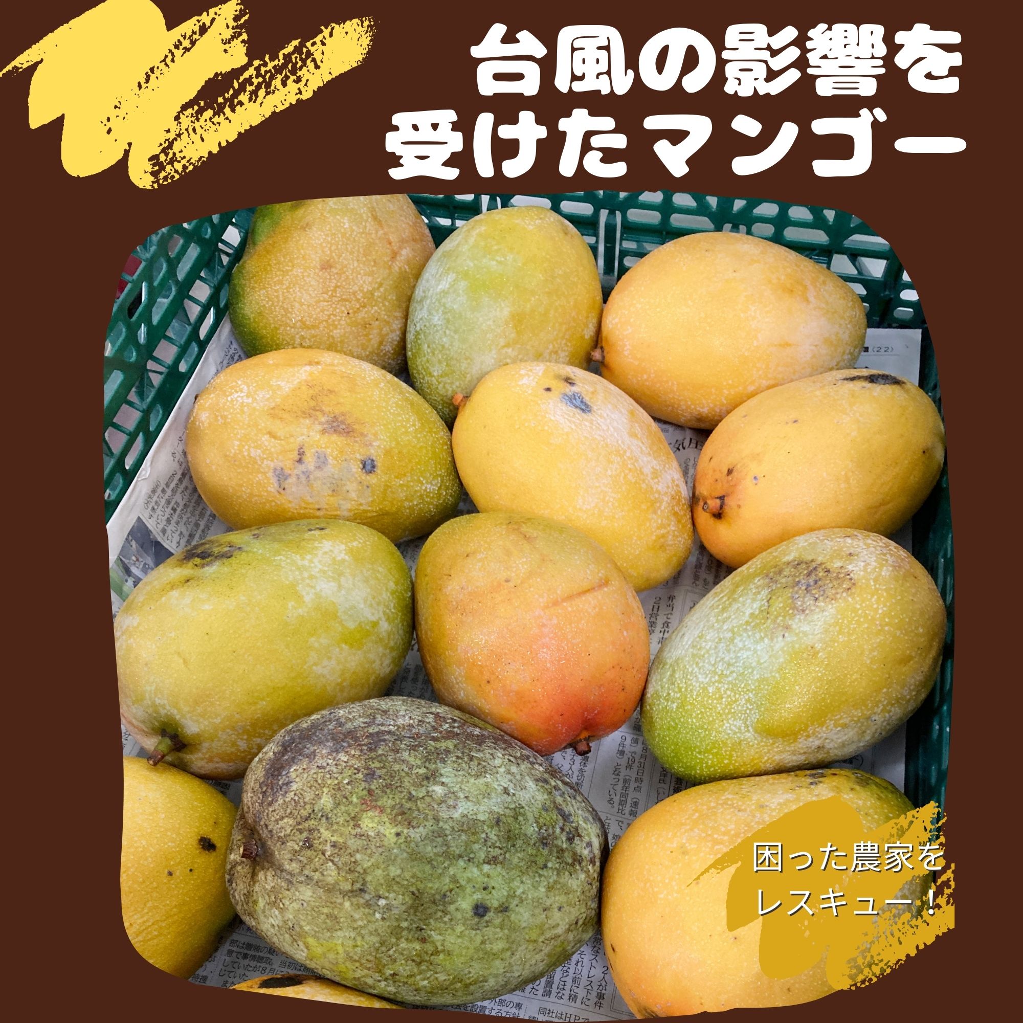 在庫なし【数量限定】キャラメルのようなセミドライマンゴー｜フード