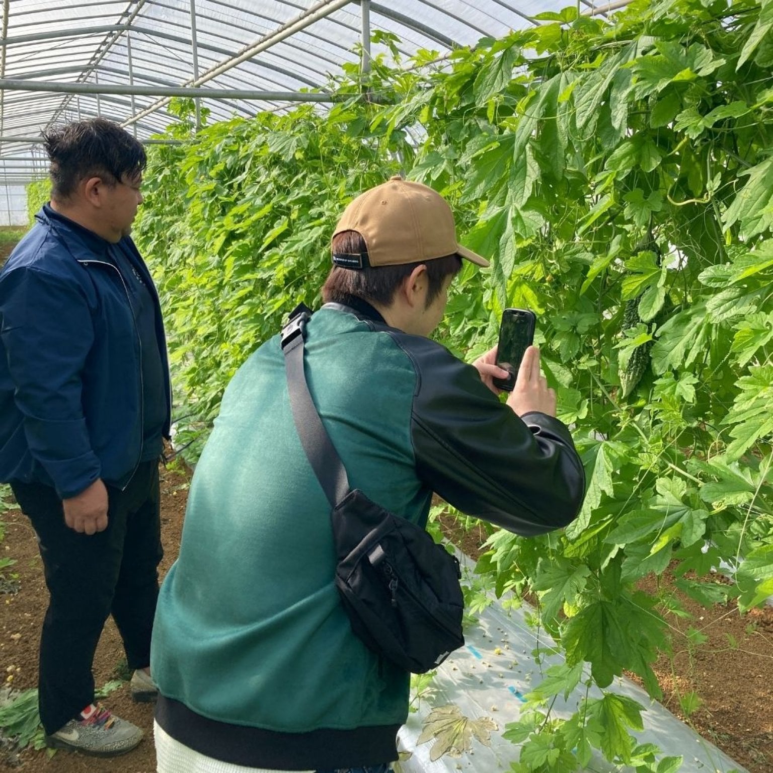 【6/9日13:00開催】夏野菜収穫体験＆かぼちゃスイーツ作り体験in読谷（小人チケット）