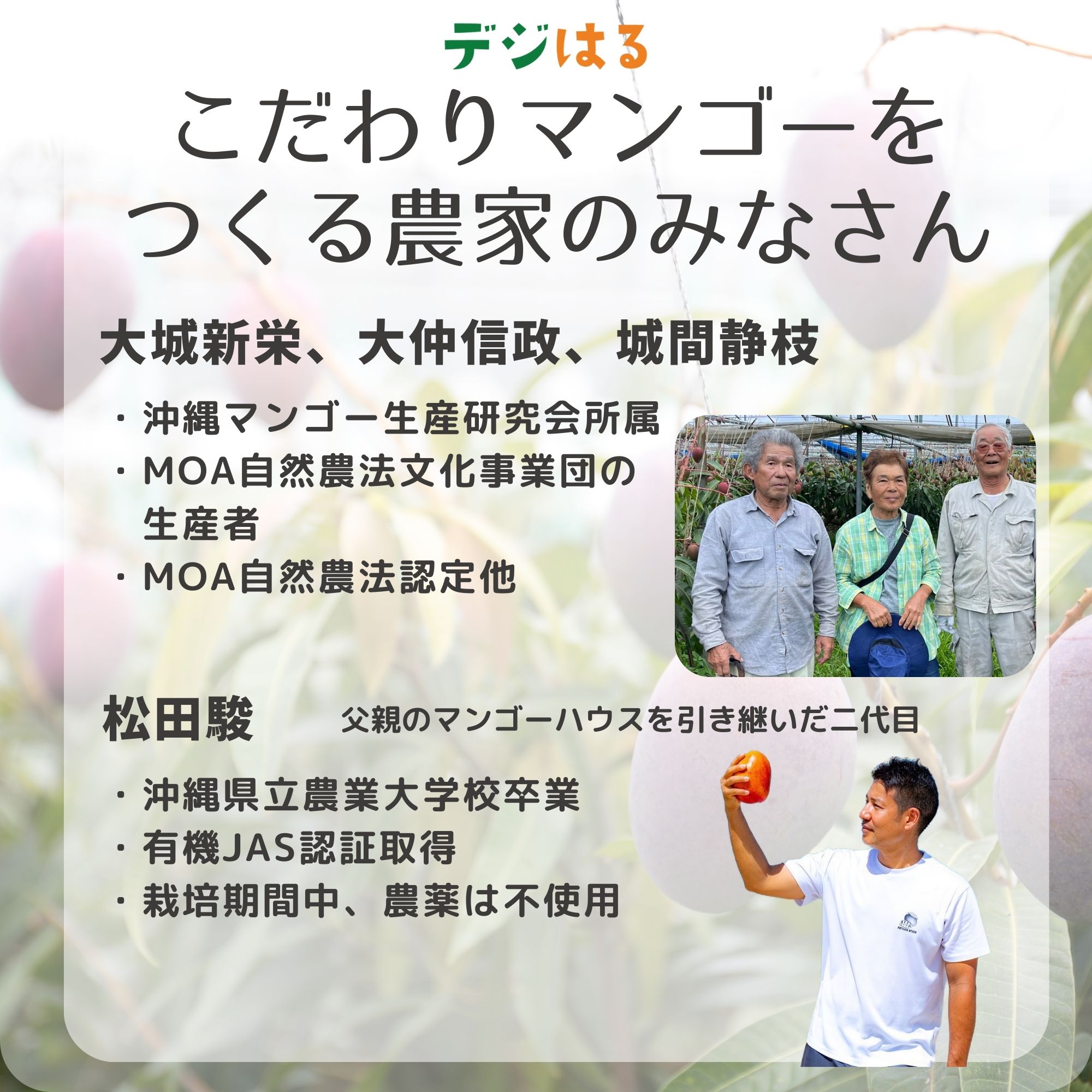 1kg】沖縄県産ぬちマンゴー こだわり栽培の最高級品｜全国送料
