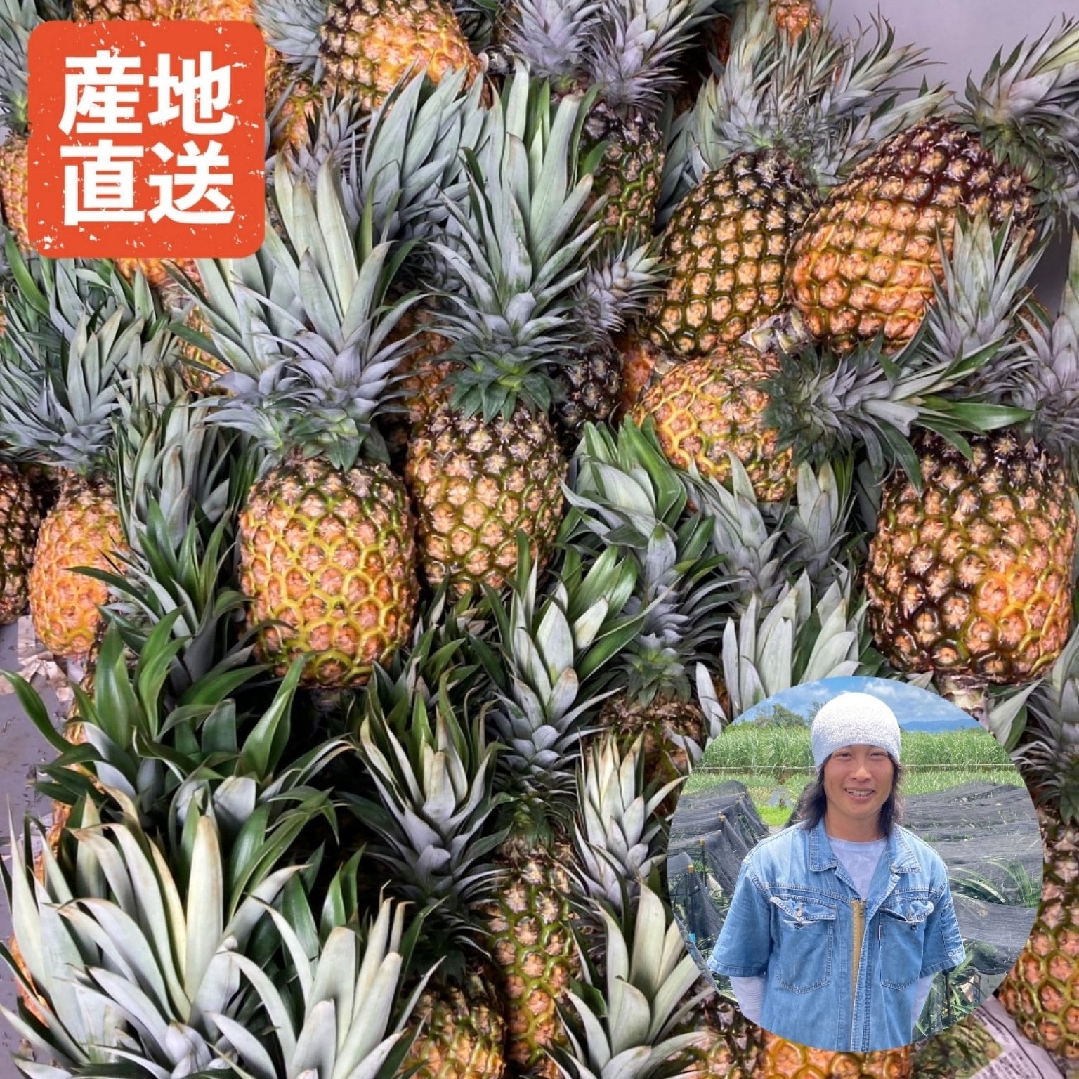 【専用チケット】屋我地島産 佐々木さんの金樽パイン（ゴールドバレルC品）
