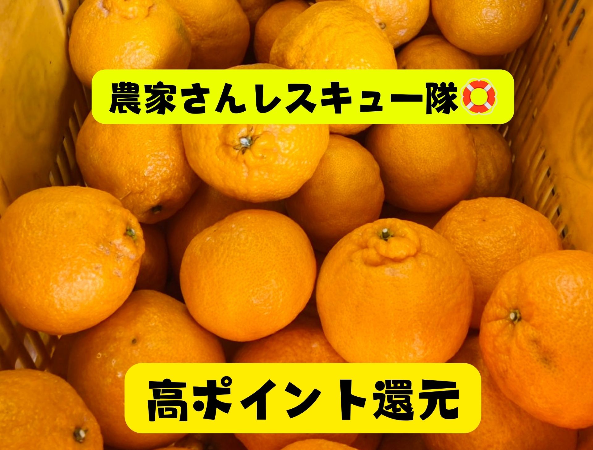 送料込み｜高ポイント還元｜広島県産｜不知火15kg｜訳あり】