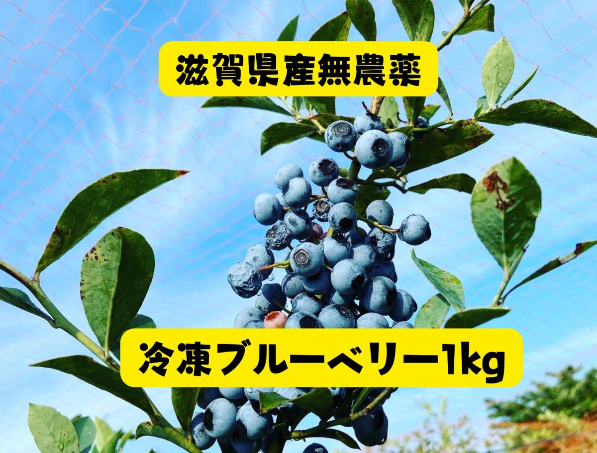 【今季最後】冷凍ブルーベリー１kg｜滋賀県産｜
