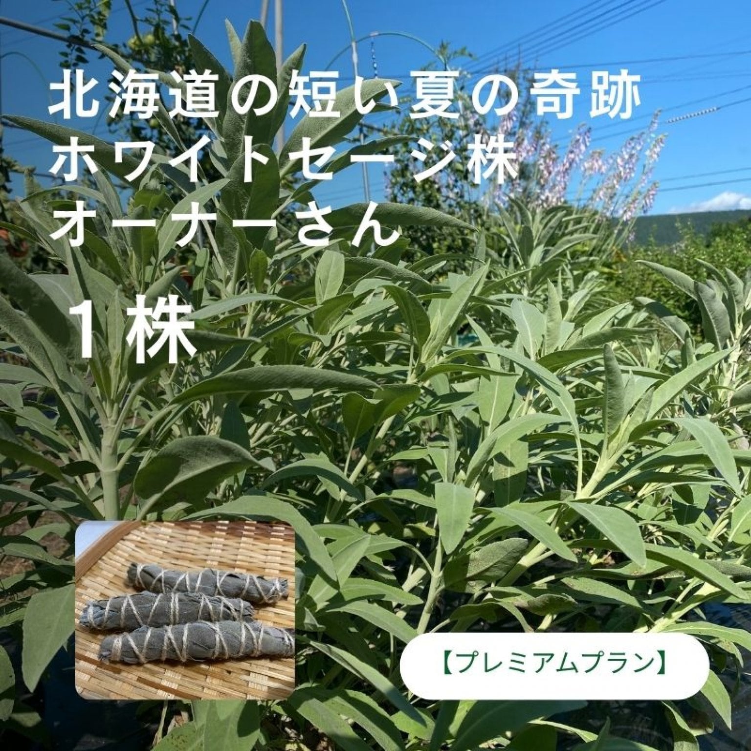 ★心と魂の結びつきを深めるスピリチュアルリーダー上級講座：レイキ、ヒプノ、数秘術 魂の声を聞く運命の通訳者｜レイキ｜アカシックレコード｜自分