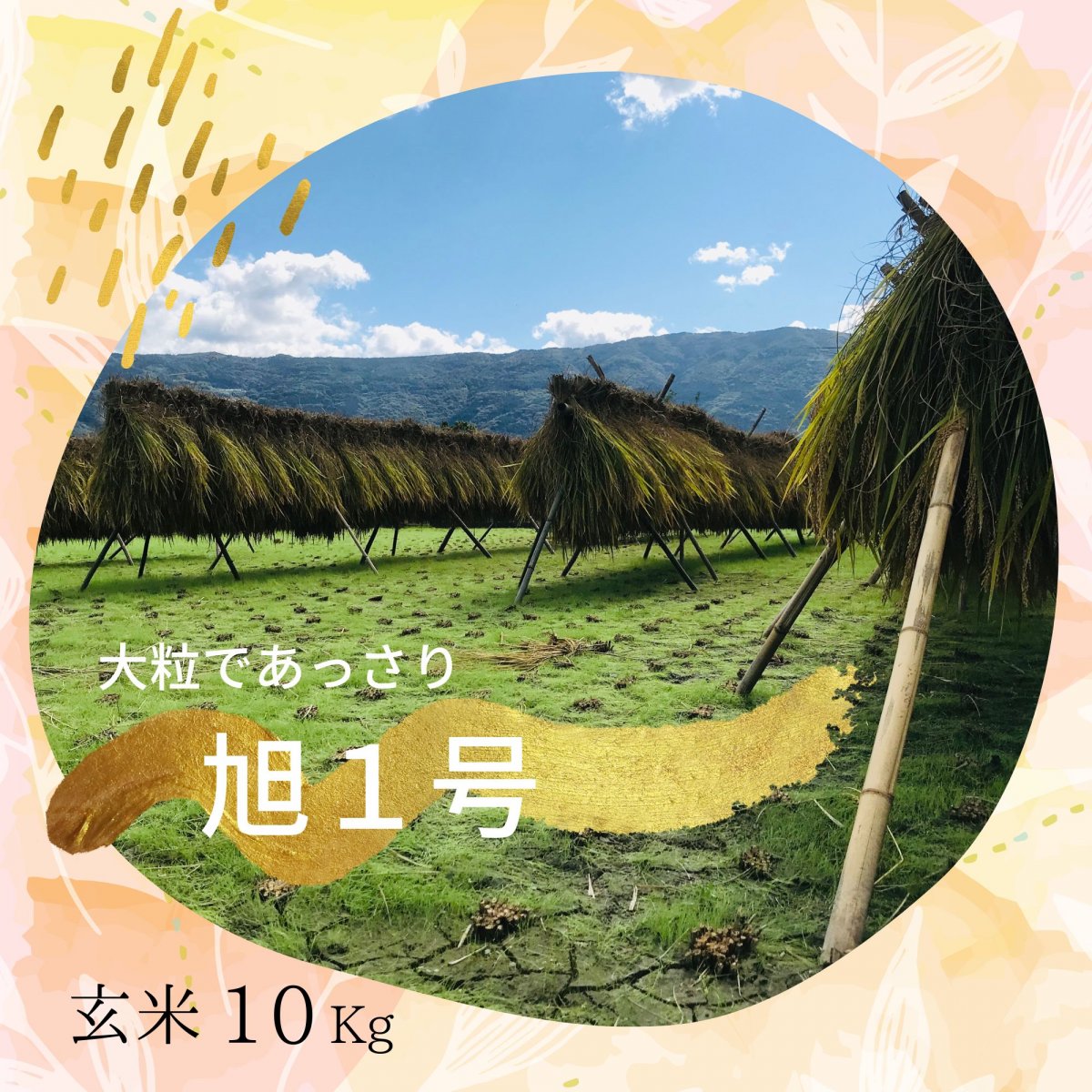 幻のお米『旭１号』10kg（玄米/白米）　徳島　手植え手刈り天日干し