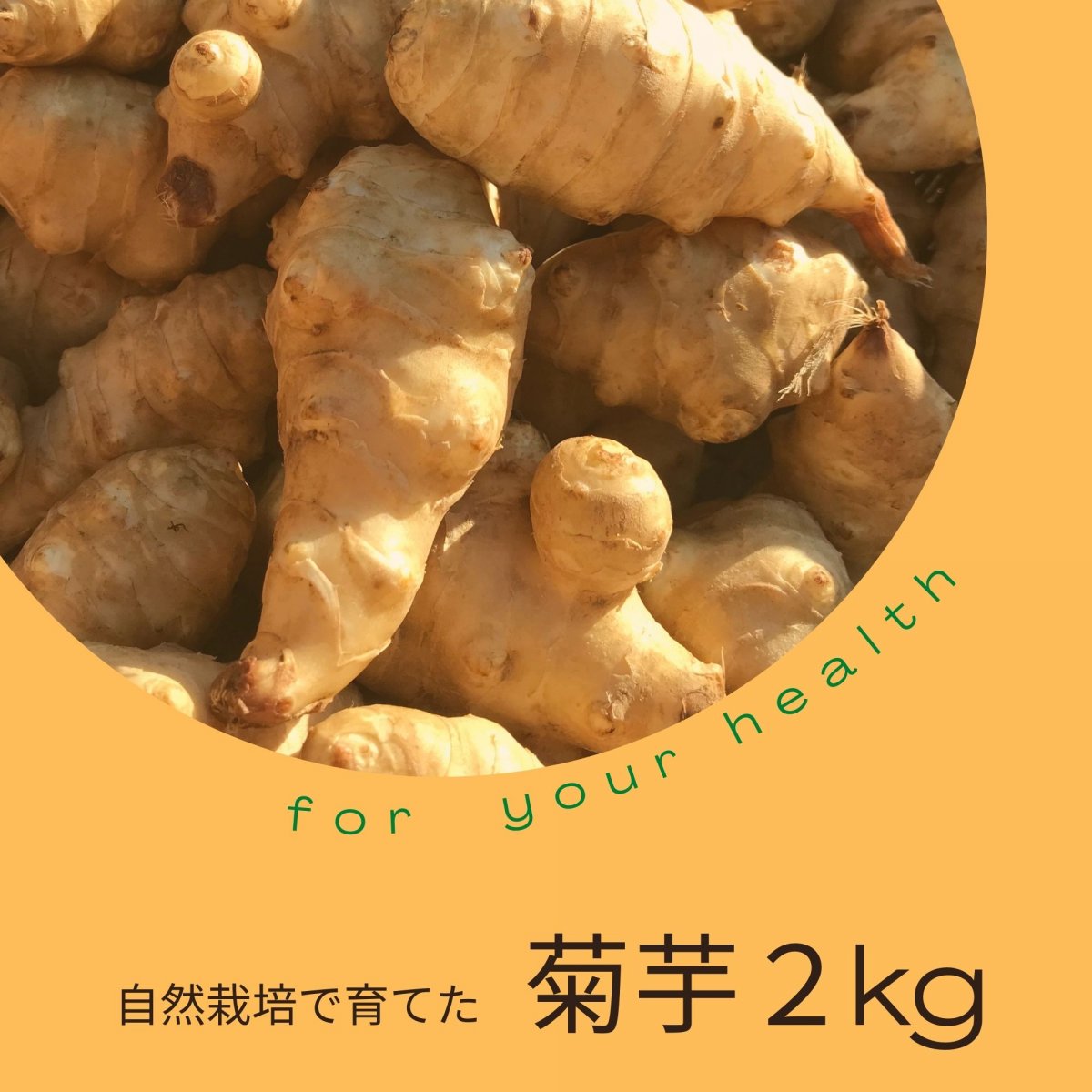 『菊芋』２Kg　徳島県美馬市　自然栽培
