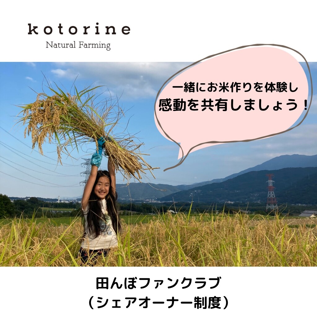 kotorine田んぼファンクラブ - Kotorine（ことりね）徳島県美馬の自然栽培農家