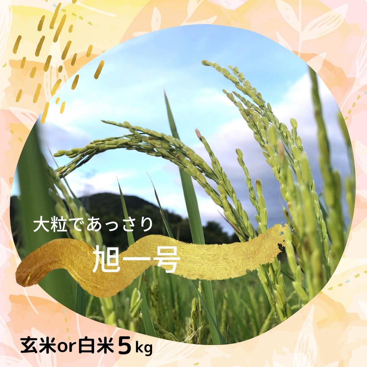 　幻のお米『旭１号』５kg（玄米or白米）　徳島県　手植え手刈り天日干し