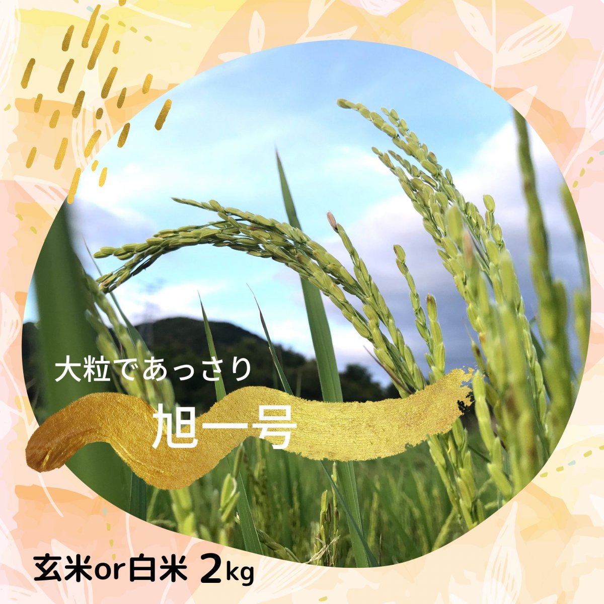 幻のお米『旭１号』2kg（玄米or白米）　徳島県　手植え手刈り天日干し