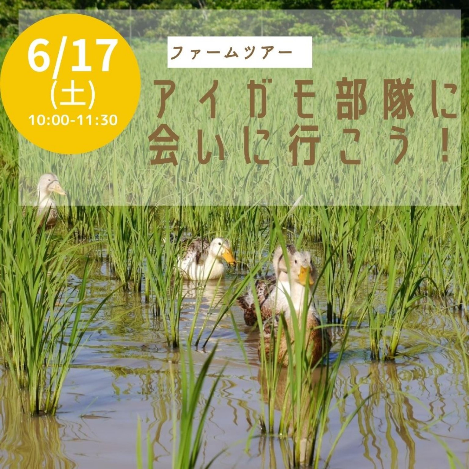 【子供用チケット】6/17アイガモ隊に会いに行こう！ファームツアー