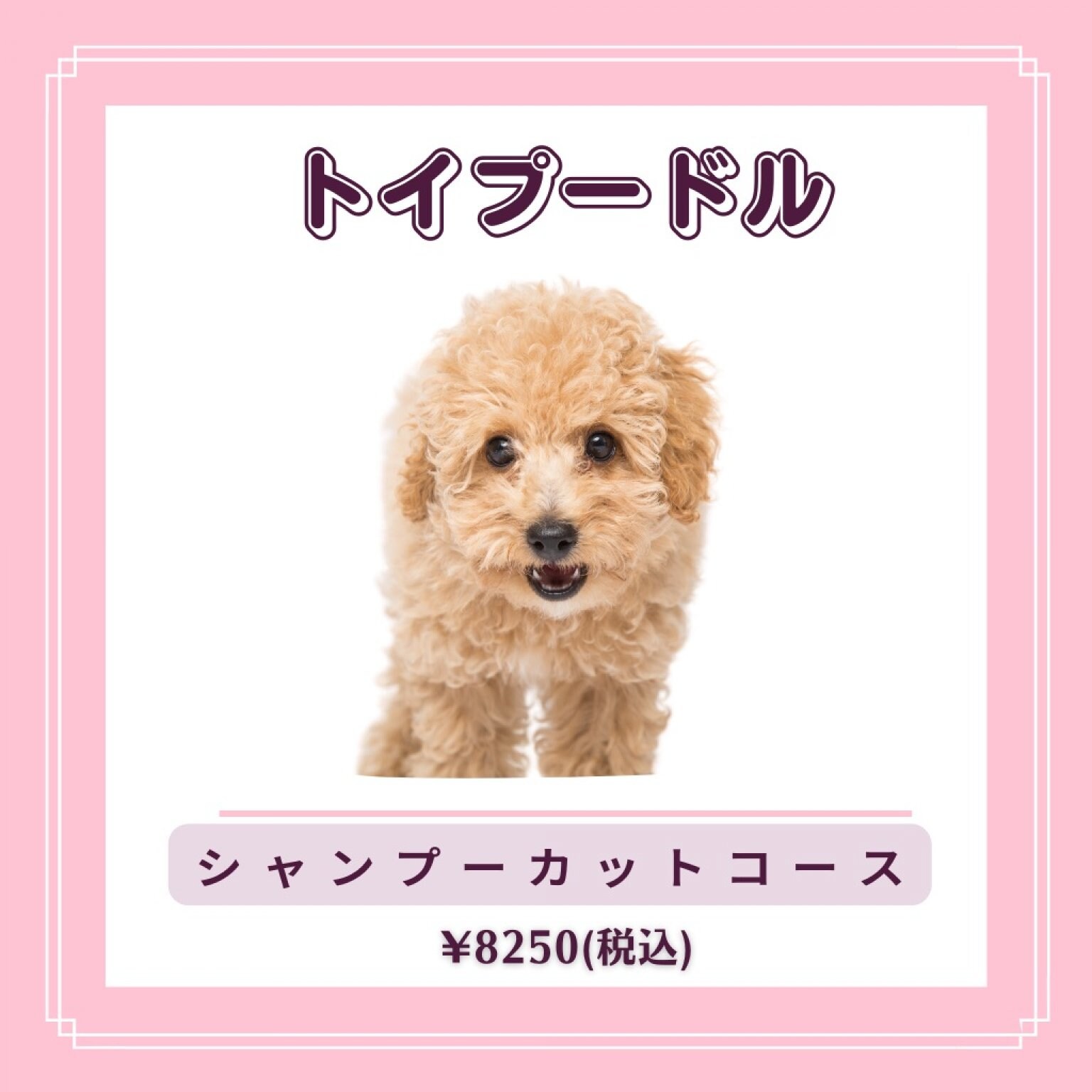シャンプー カットコース ポメラニアン Dog Salon Pucchi シャンプー カットコース ポメラニアン Dog Salon Pucchi