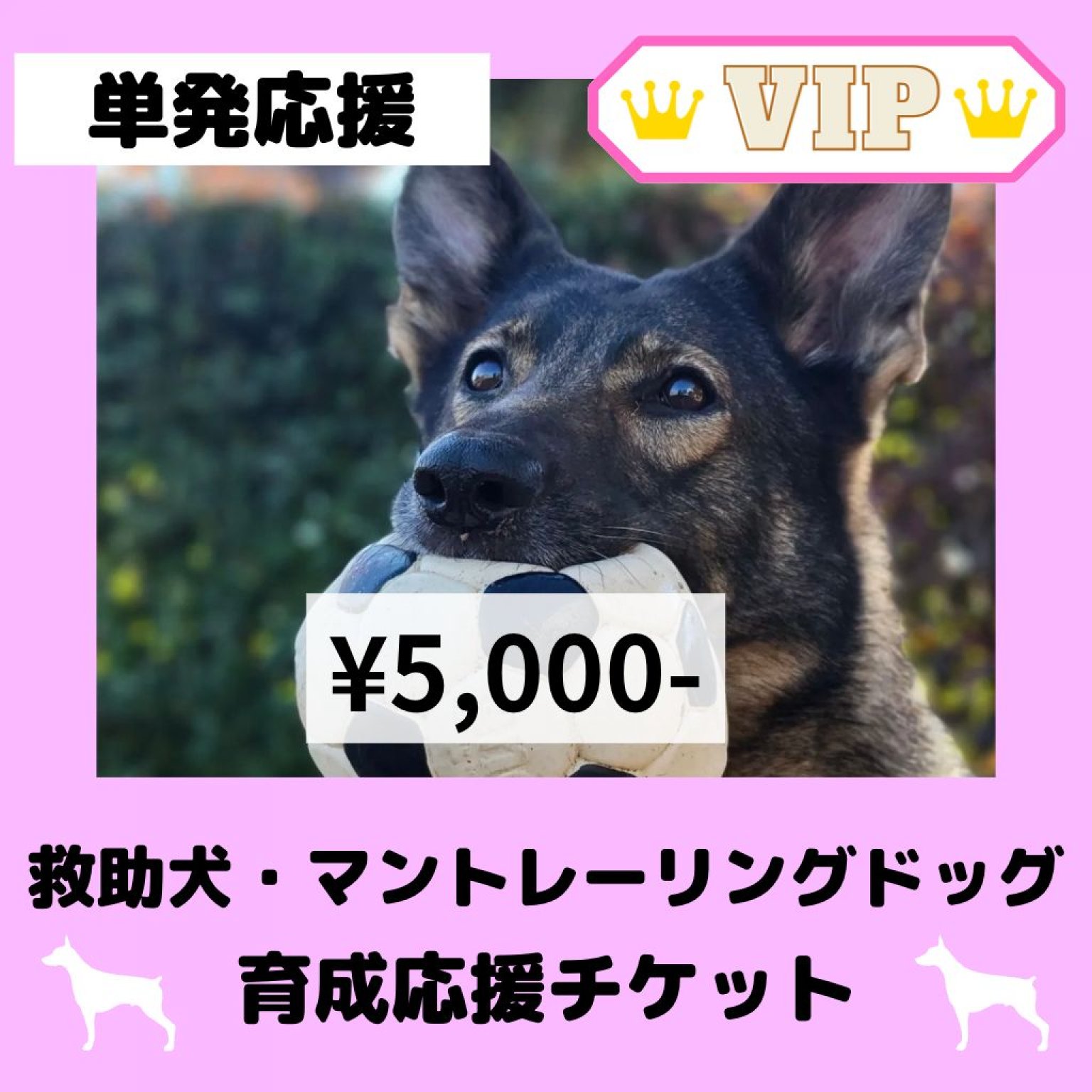 【単発応援】救助犬・マントレーリングドッグ育成応援チケット　5000円チケット
