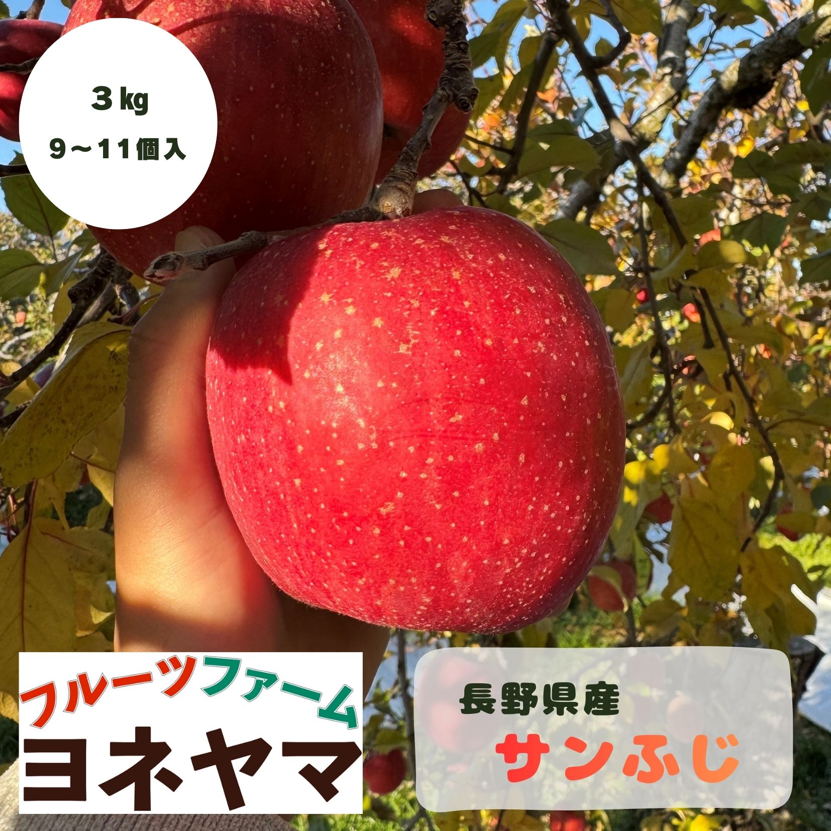 サンふじ3㎏/9〜11個/3㎏箱|長野県松川町フルーツファーム
