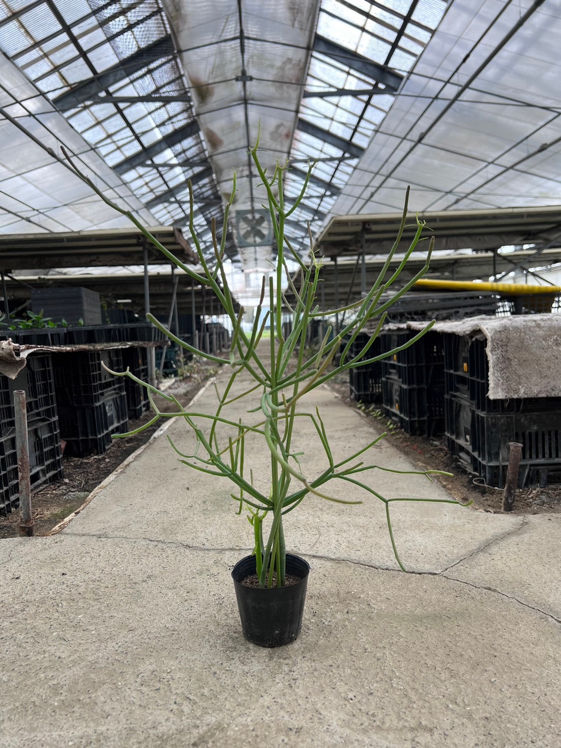 ミルクブッシュ