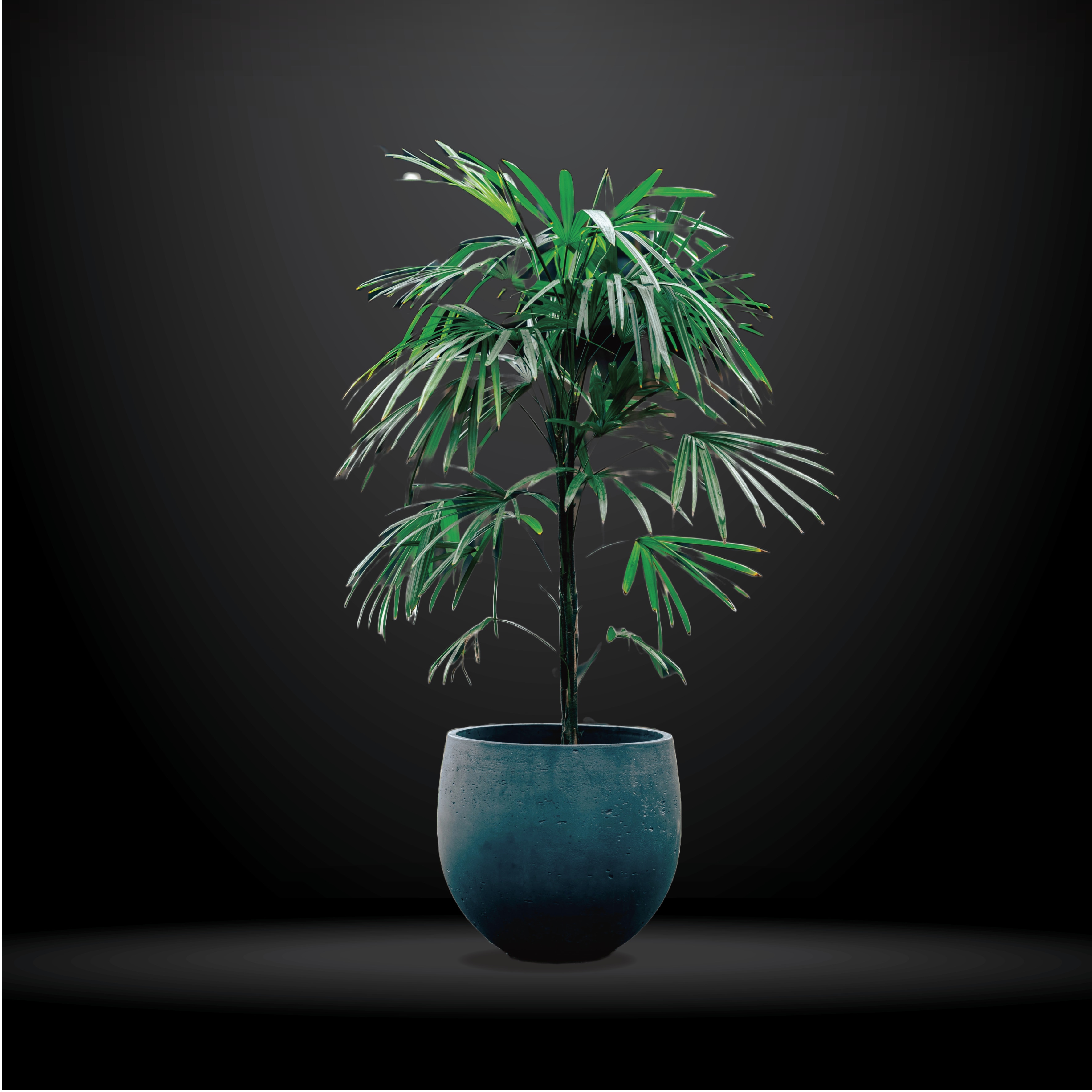 Ha Lu Ka 観葉植物　シュロチク　高さ２２５センチ Ha Lu Ka様専用 観葉植物 シュロチク 高さ225センチ