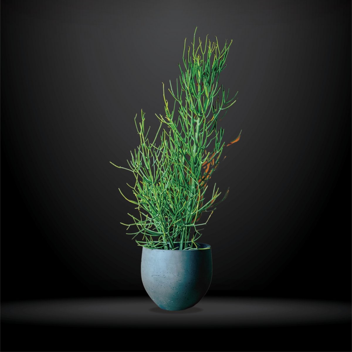 ミルクブッシュ