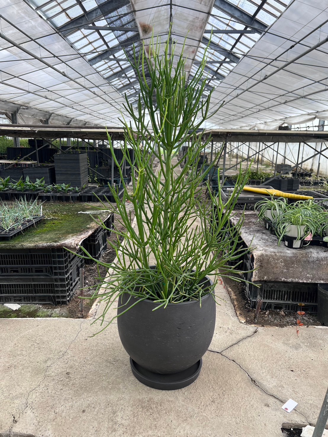 ミルクブッシュ