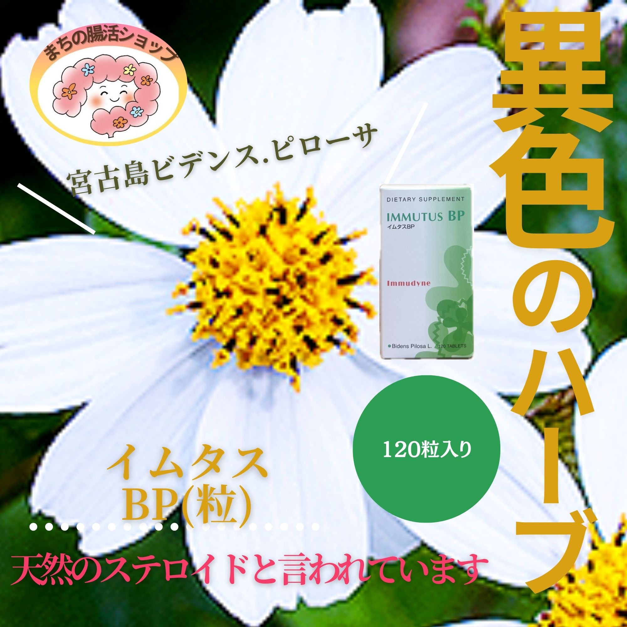 120粒入【イムタスBP(タブレット)】宮古島ビデンス・ピローサ