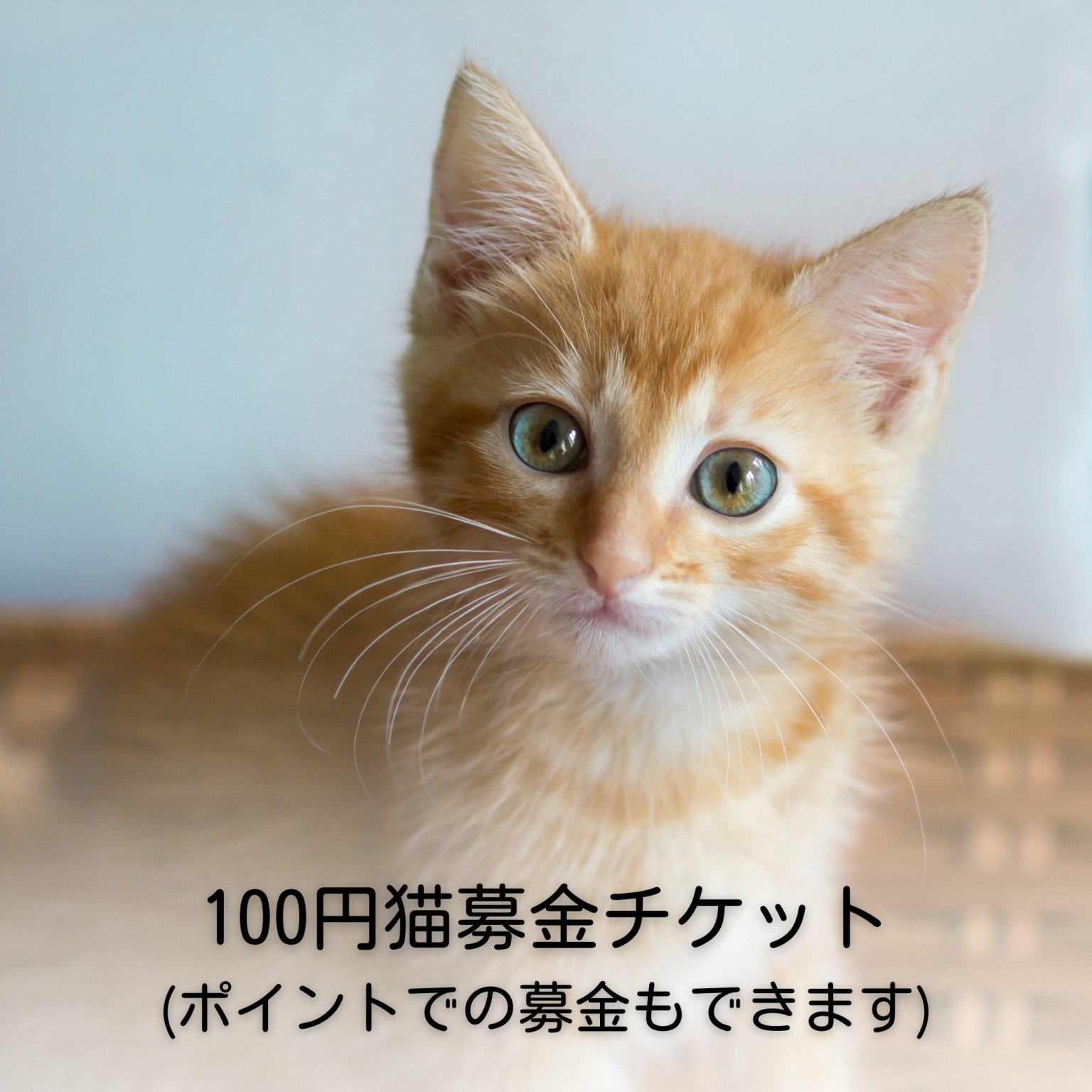 寄付チケット100円 保護猫活動費支援 C＆Sマーケット