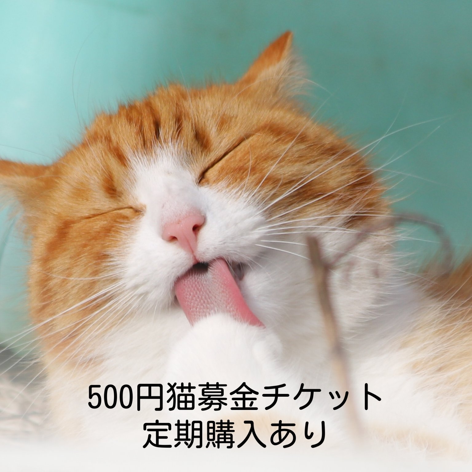 寄付チケット500円 保護猫活動費支援 C＆Sマーケット