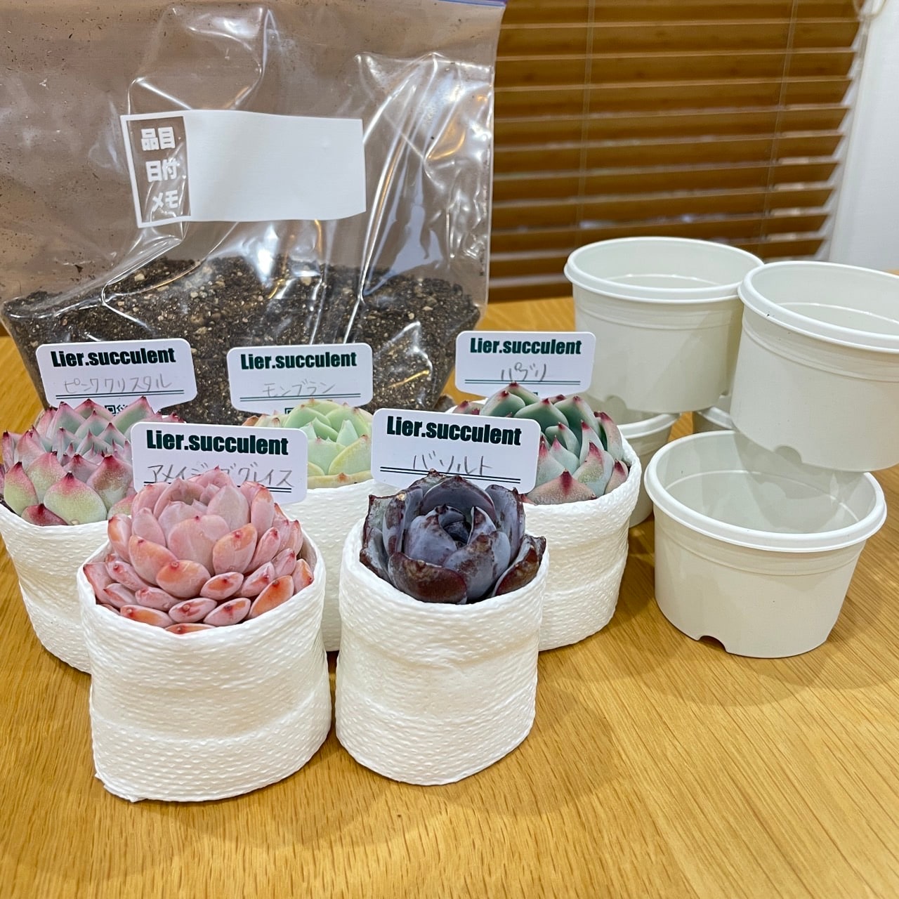多肉植物はじめてさんセット】Lier.succulent多肉苗☆リエール札付き 