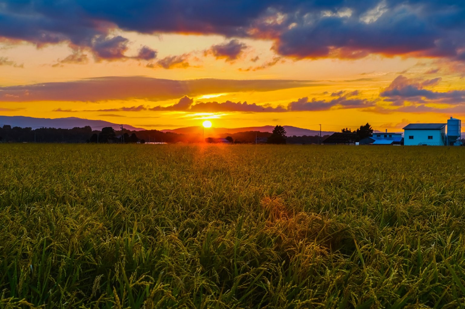 《アーカイブチケット》『森の恵みプロジェクトvol.4』【みやもとお米の会】〜圃場見学編〜 