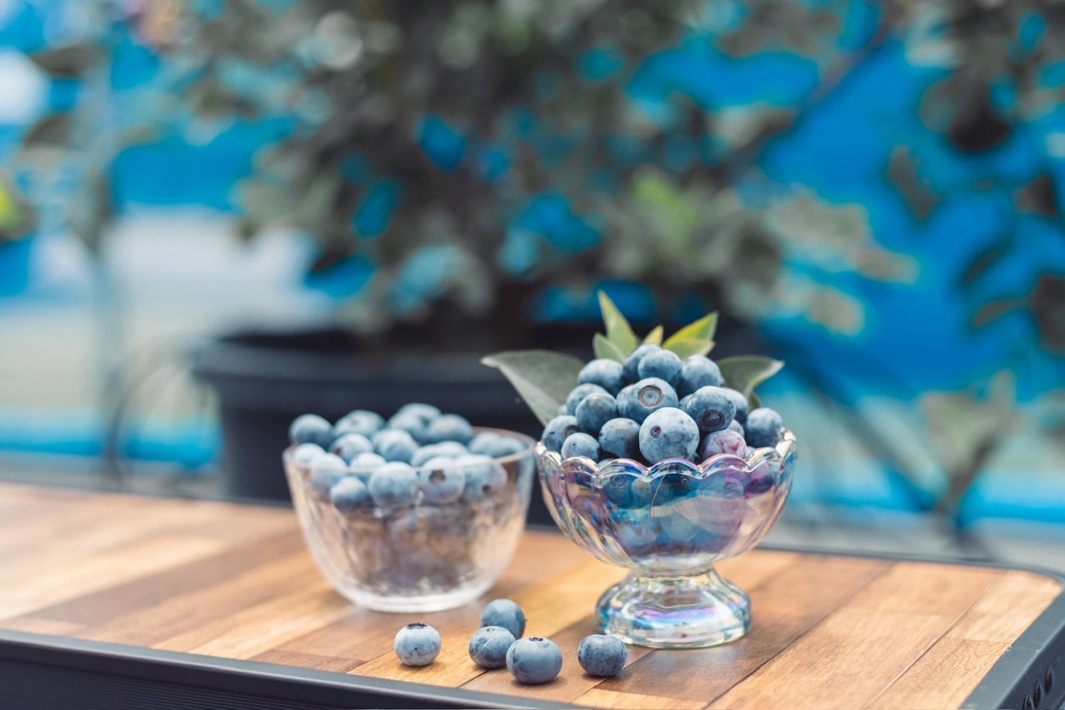ブルーベリー500円【Blue Berry FARM K tokoname】 - 【愛知県